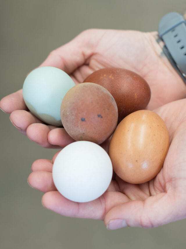 10 Most Expensive Eggs in the World Eat Freshs